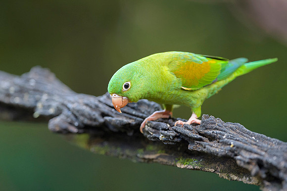 Orange-chinned Parakeet