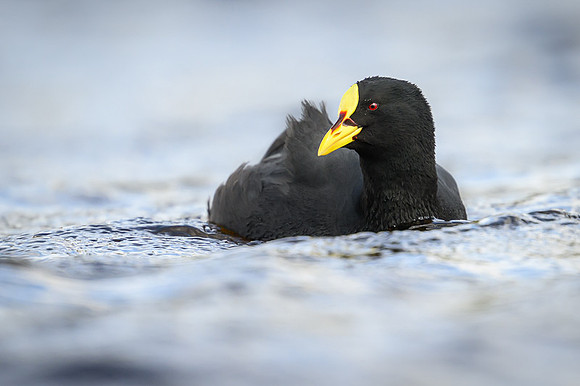 White winged Coot