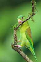 Orange-chinned Parakeet