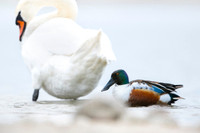 Northern Shoveler / Płaskonos