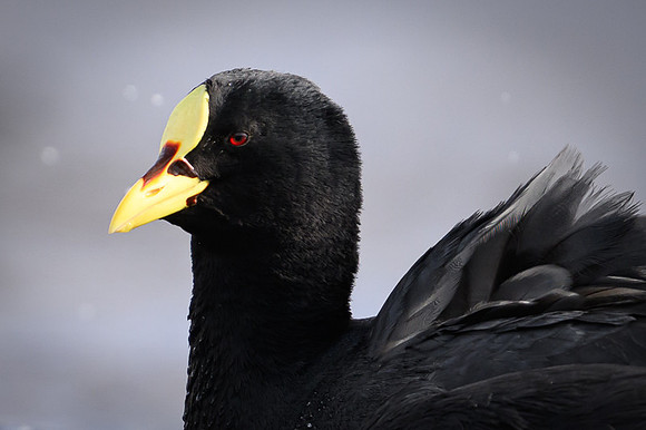White winged Coot