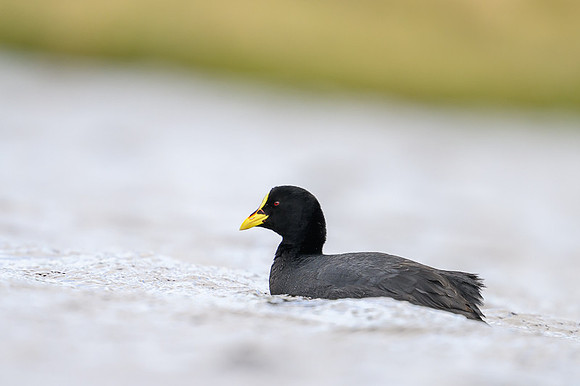 White winged Coot