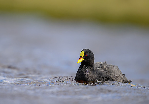 White winged Coot