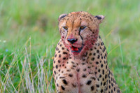 Cheetah