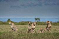 Cheetah