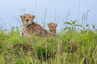 Cheetah