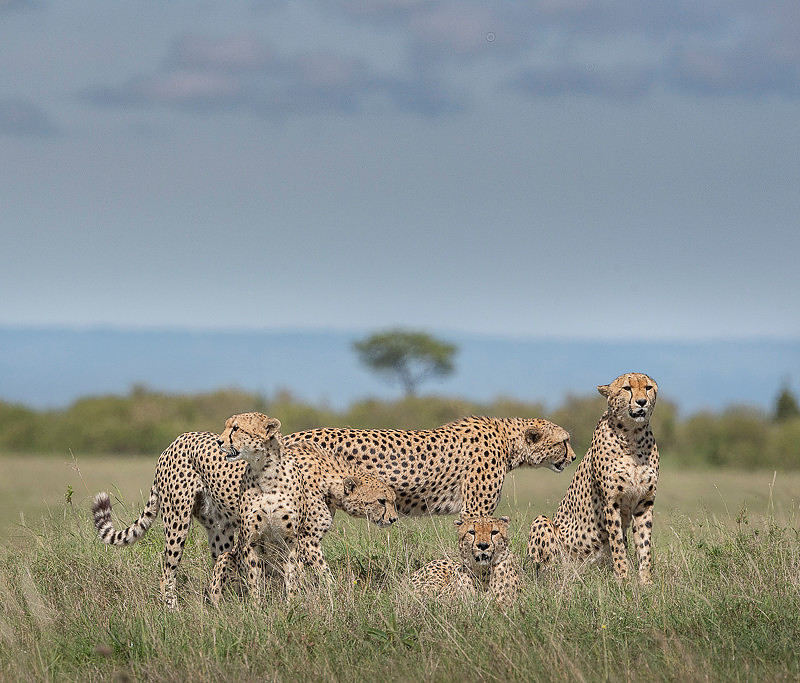Cheetah