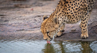 Cheetah