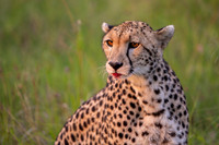 Cheetah