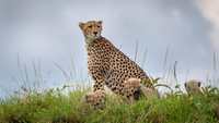 Cheetah
