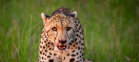 Cheetah