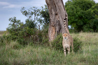 Cheetah
