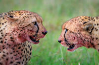 Cheetah