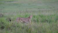 Cheetah