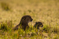Cheetah