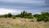 Cheetah