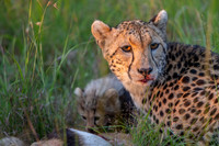 Cheetah