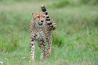 Cheetah