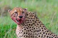 Cheetah