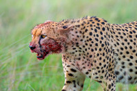 Cheetah