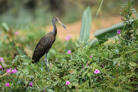 Limpkin