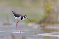 Black-necked Stilt