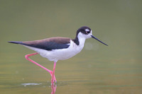 Black-necked Stilt
