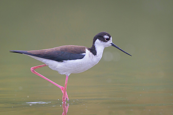 Black-necked Stilt