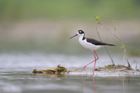 Black-necked Stilt