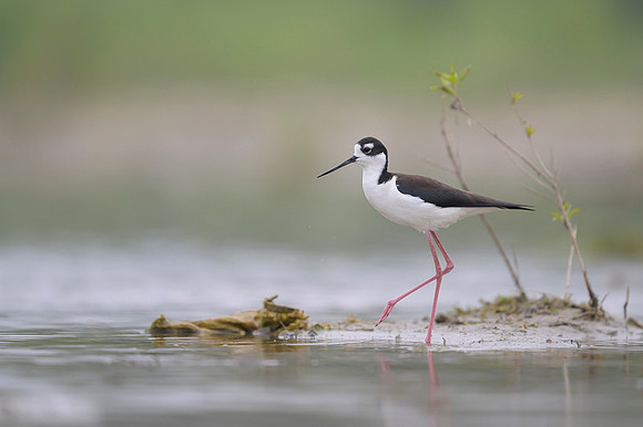 Black-necked Stilt