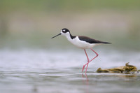 Black-necked Stilt