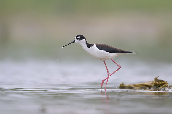 Black-necked Stilt