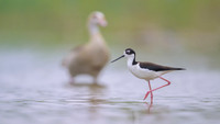 Black-necked Stilt