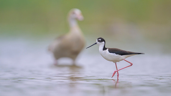 Black-necked Stilt