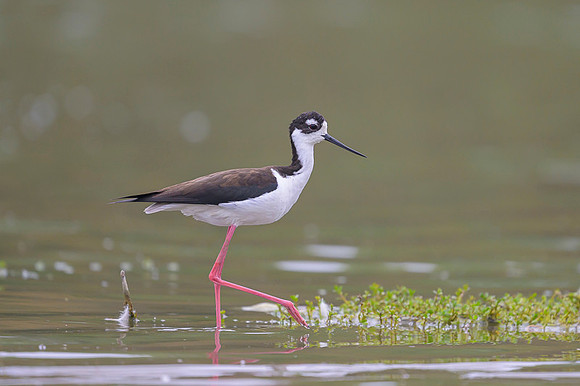 Black-necked Stilt