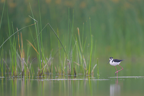 Black-necked Stilt