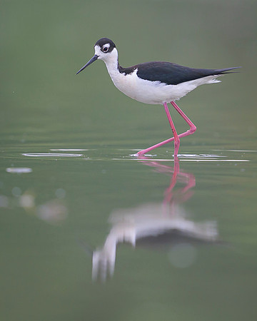 Black-necked Stilt