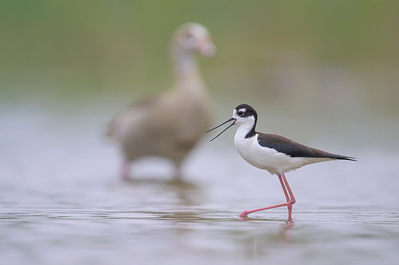 Black-necked Stilt