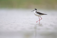 Black-necked Stilt