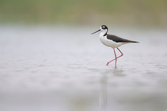 Black-necked Stilt