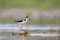 Black-necked Stilt
