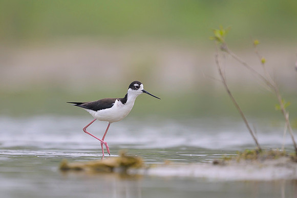 Black-necked Stilt