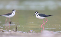 Black-necked Stilt
