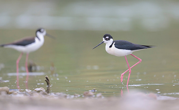 Black-necked Stilt