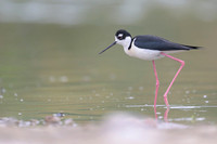 Black-necked Stilt