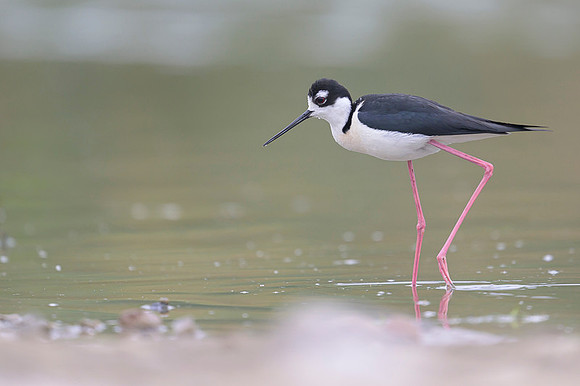 Black-necked Stilt