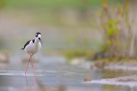 Black-necked Stilt