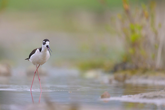 Black-necked Stilt