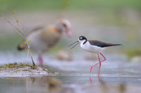 Black-necked Stilt