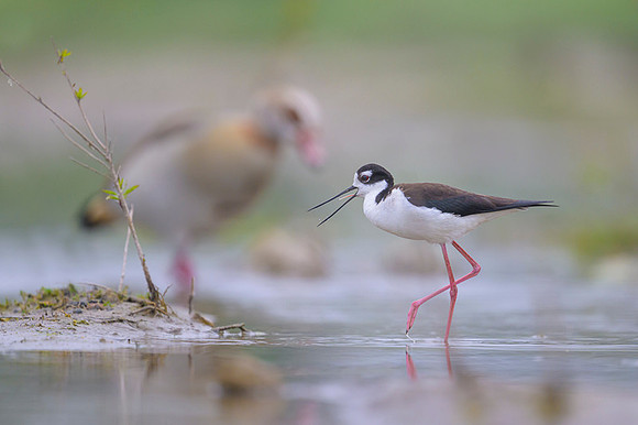 Black-necked Stilt